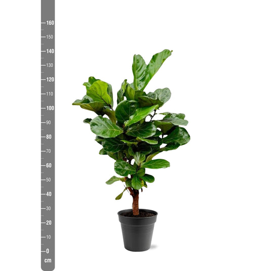 Ficus Lyrata vertakt - 140-160cm - ø 27-30cm