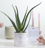 Aloe Vera Gift "Relax" WITH GREETING CARD! - Ø12cm - ↕40cm