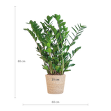 Zamioculcas Zamiifolia avec panier Sofia naturel - 80cm - Ø21