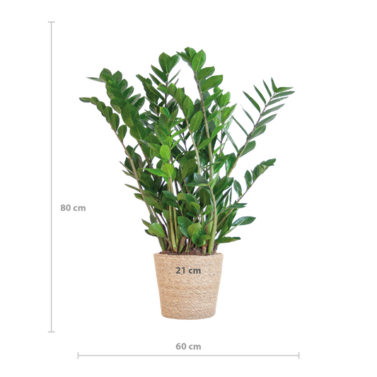 Zamioculcas Zamiifolia met Sofia mand naturel  - 80cm - Ø21
