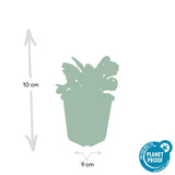 24x Ajuga reptans 'Burgundy Glow' - ↕10-25cm - Ø9cm