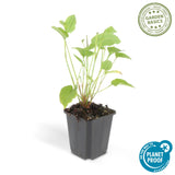 24x Persicaria amplexicaulis - ↕10-25cm - Ø9cm