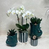 Kolibri Orchids | Set van witte orchidee Amabilis en succulenten in keramieken sierpotten - potmaat Ø9cm & Ø6cm | bloeiende kamerplant - vers van de kweker