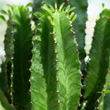 Green boutiQ - Kamerplant - Euphorbia eritrea - Afrikaanse melkboom - Weinig onderhoud - Groen - 2 - Pot 19cm - Hoogte 70cm