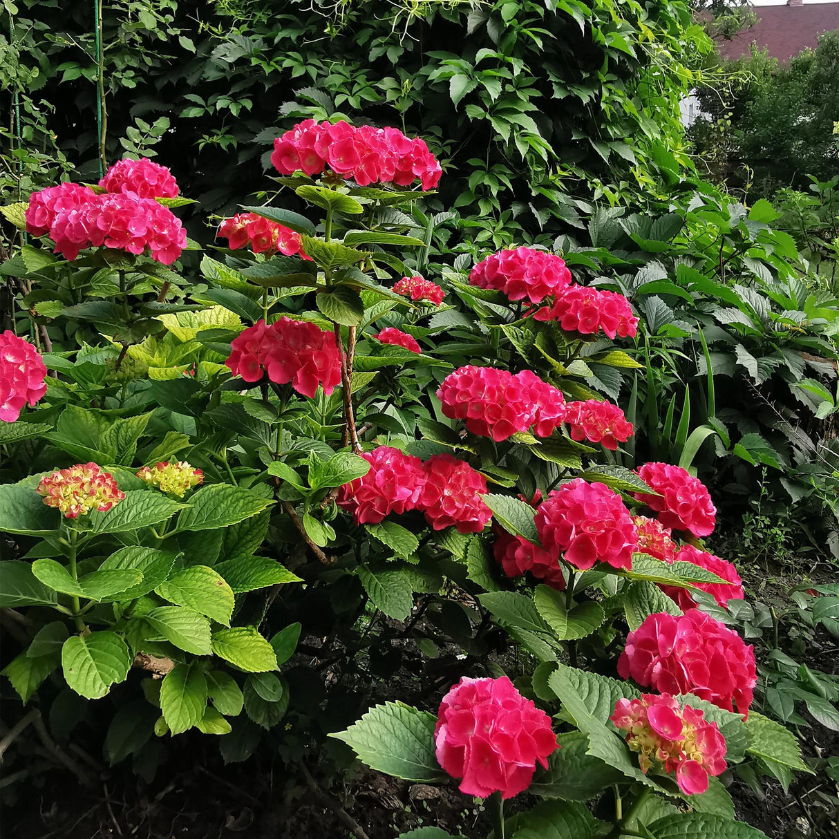 Hortensia / Hydrangea macrophylla Red - Bloem Rood - 1 Plant - Bladverliezend - Weinig Onderhoud - Pot 17cm Hoogte 30cm