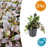 24x Ajuga reptans - ↕10-25cm - Ø9cm