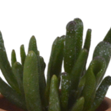 Vetplanten mix 5.5 cm - 5x - in terracotta pot