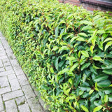 Green boutiQ - Haagplanten - Prunus lusitanica Angustifolia - blad groen - 8 planten - 1 strekkende meter - groenblijvend - pot 9cm hoogte 30-35cm