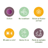 Green boutiQ - Bloembollen - Tulp Double Lilac - Kleur Paars - 50 stuks - Bolmaat 11/12 - XXL Pack