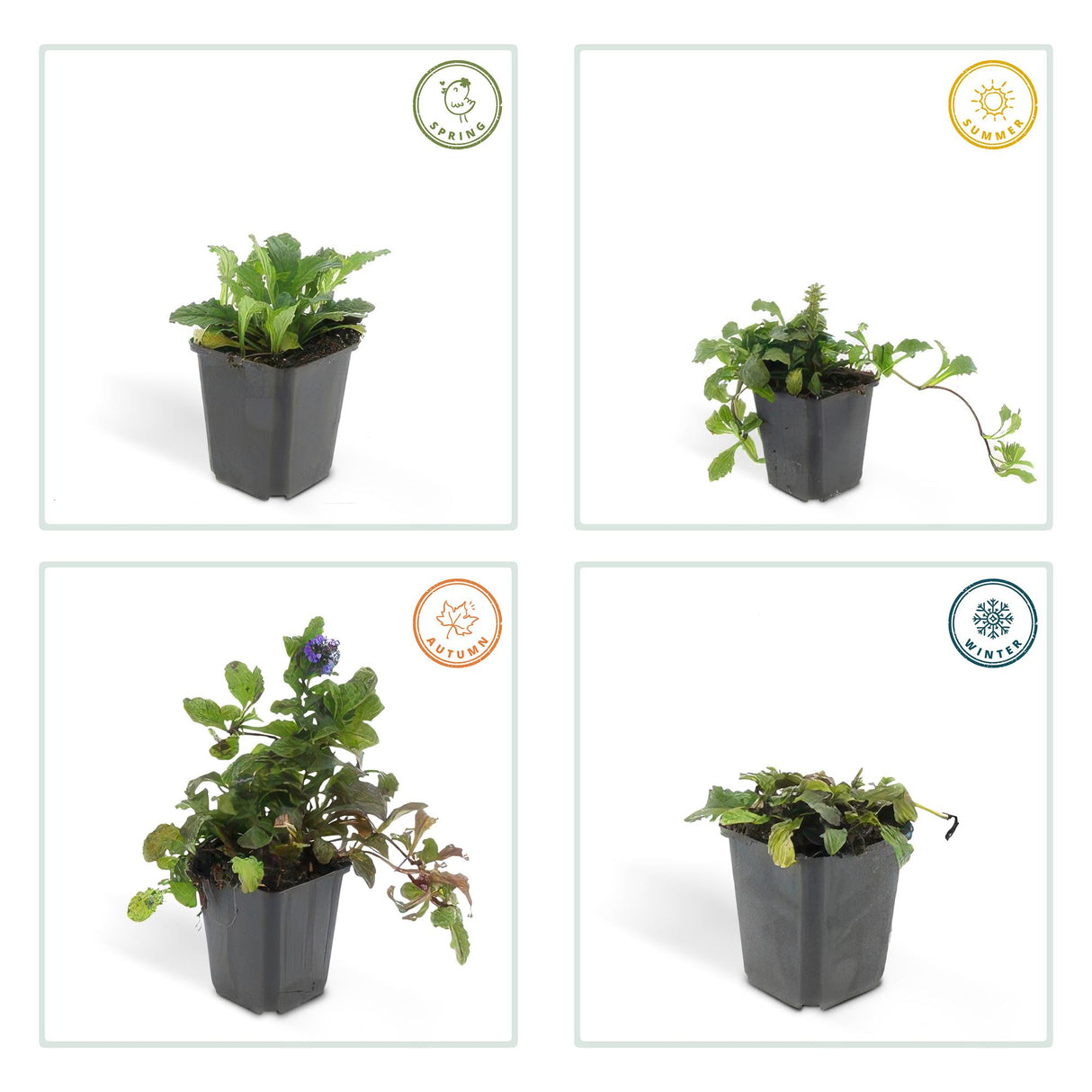 24x Ajuga reptans - ↕10-25cm - Ø9cm