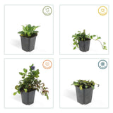 24x Ajuga reptans - ↕10-25cm - Ø9cm