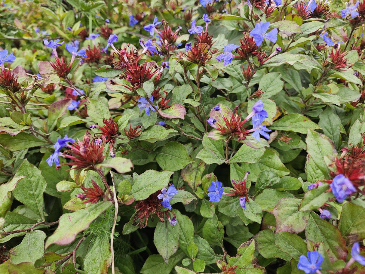 48x Ceratostigma plumbaginoides  - ↕10-25cm - Ø9cm