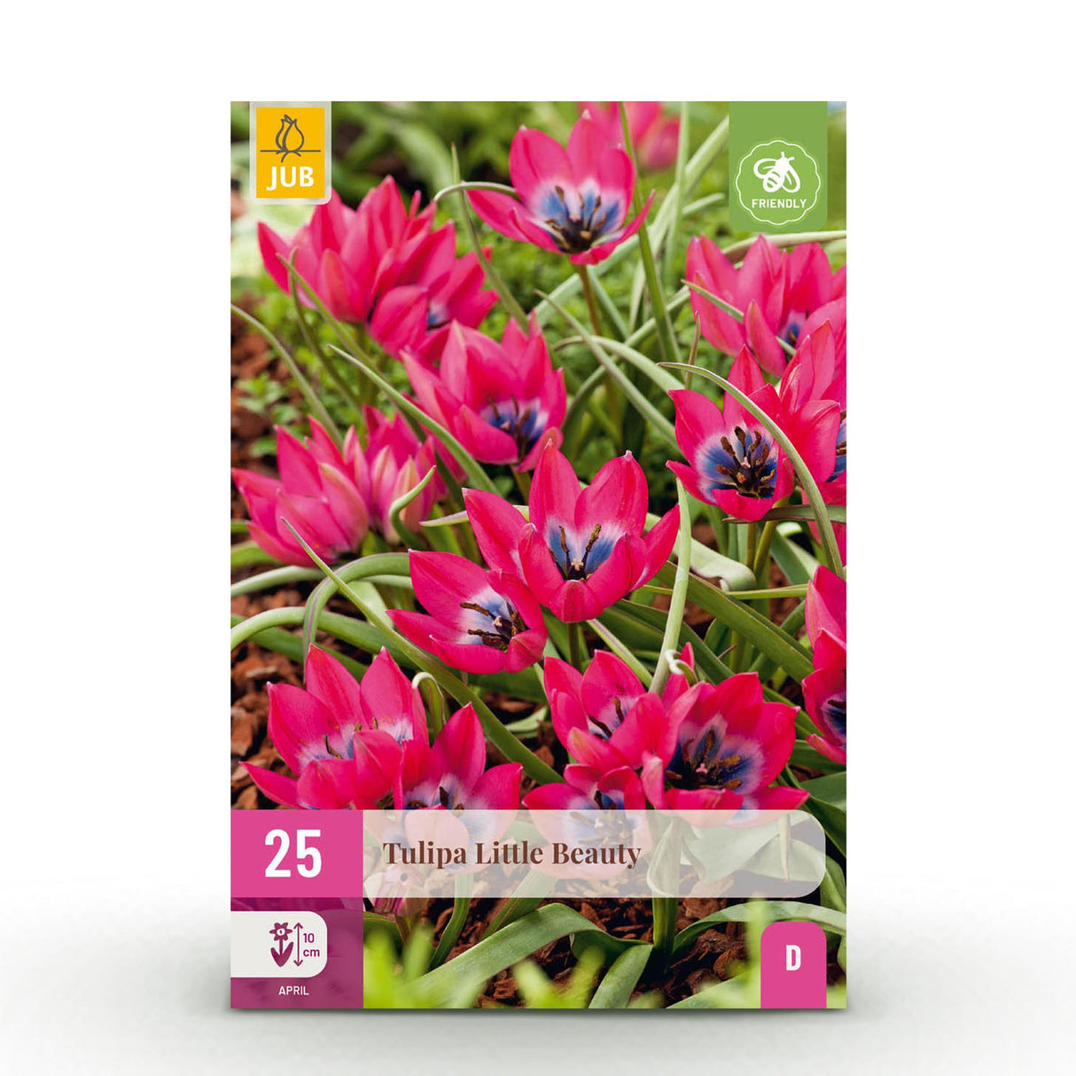 Green boutiQ - Bulbes de fleurs - Tulipe Little Beauty - Couleur Rose foncé - 25 pièces - Taille du bulbe 6/7 - Pack XXL