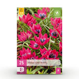 Green boutiQ - Bulbes de fleurs - Tulipe Little Beauty - Couleur Rose foncé - 25 pièces - Taille du bulbe 6/7 - Pack XXL