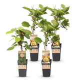 Fruitplant - Actinidia Weiki & Golden Kiwi - Kiwiplant - 1 Mannelijke - 3 Vrouwelijke - Planten - Geel - Pot 15cm - Hoogte 50cm