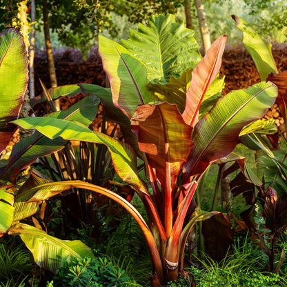 Green boutiQ - Fruitplant - Bananen plant - Ensete ventricosum Maurelli - Winterhard - 6 planten - Pot 12cm Hoogte 30cm