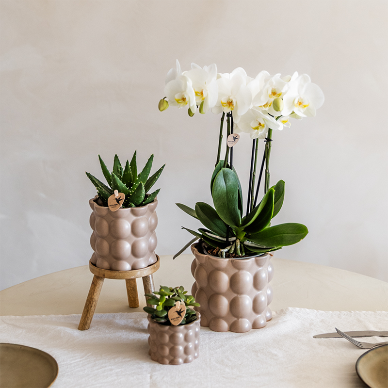 Kolibri Orchids | Plantenset Cotton zand | Groene planten met witte Phalaenopsis orchidee Ghent in keramieken sierpotten