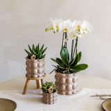 Kolibri Orchids | Plantenset Cotton zand | Groene planten met witte Phalaenopsis orchidee Ghent in keramieken sierpotten