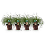Siergrassen - Stipa tenuifolia Pony Tails - Groen - 4 Planten - Bladhoudend - Weinig Onderhoud - Pot 17cm Hoogte 50cm