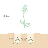 Green boutiQ - Bloembollen - Bulb Garden mix - Diversen soorten en kleuren - 125 stuks - Gift Verpakking