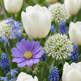 1000x Bulb Garden Blue - Blauwe bollentuinmix - Diversen - Zomerbloeier - Bolmaat 10/12