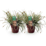 Siergrassen - Carex oshimensis Everest - Wit en Groen - 2 Planten - Bladhoudend - Weinig Onderhoud - Pot 17cm Hoogte 50cm