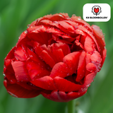Tulpenzwiebeln Bombastic Red – 20 Stück | KH Bloembollen® | Rote Pfingsttulpe – Gefüllt & Luxuriös – Für Garten oder Topf – Größe 11/12 – Frisch vom Züchter!
