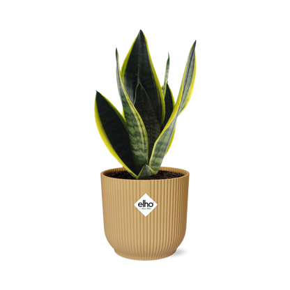 Sansevieria Futura Superba in ELHO Vibes Fold 14cm geel