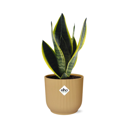 Sansevieria Futura Superba in ELHO Vibes Fold 14cm geel
