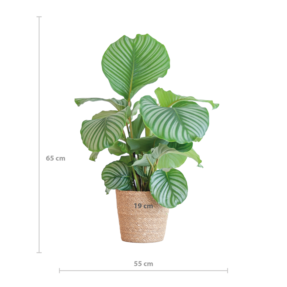 Calathea Orbifolia avec panier Sofia naturel - 65cm - Ø21