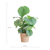 Calathea Orbifolia avec panier Sofia naturel - 65cm - Ø21