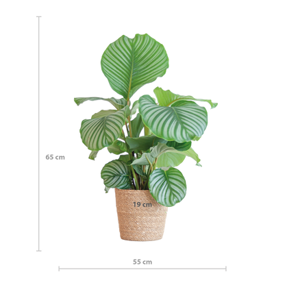Calathea Orbifolia met Sofia mand naturel - 65cm - Ø21
