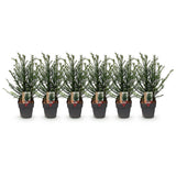 Green boutiQ - Haagplanten - Taxus baccata - blad groen - 6 planten - 1 strekkende meter - groenblijvend - pot 17cm hoogte 60cm