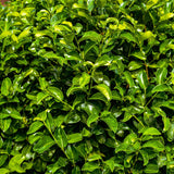 Green boutiQ - Haagplanten - Prunus laurocerasus Rotundifolia - blad groen - 6 planten - 1 strekkende meter - groenblijvend - pot 17cm hoogte 50cm