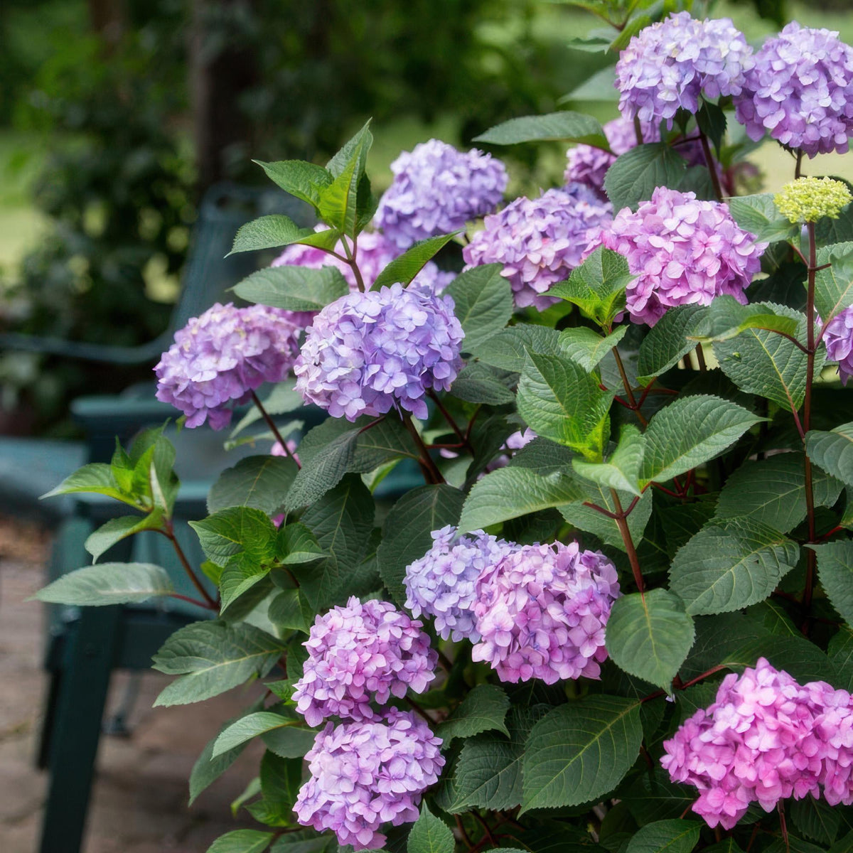 Green boutiQ - Tuinplant - Hydrangea Endles Summer Summer Love Purple - Hortensia - Winterhard - Paars - 4 Planten - Pot 14cm - Hoogte 20-25cm
