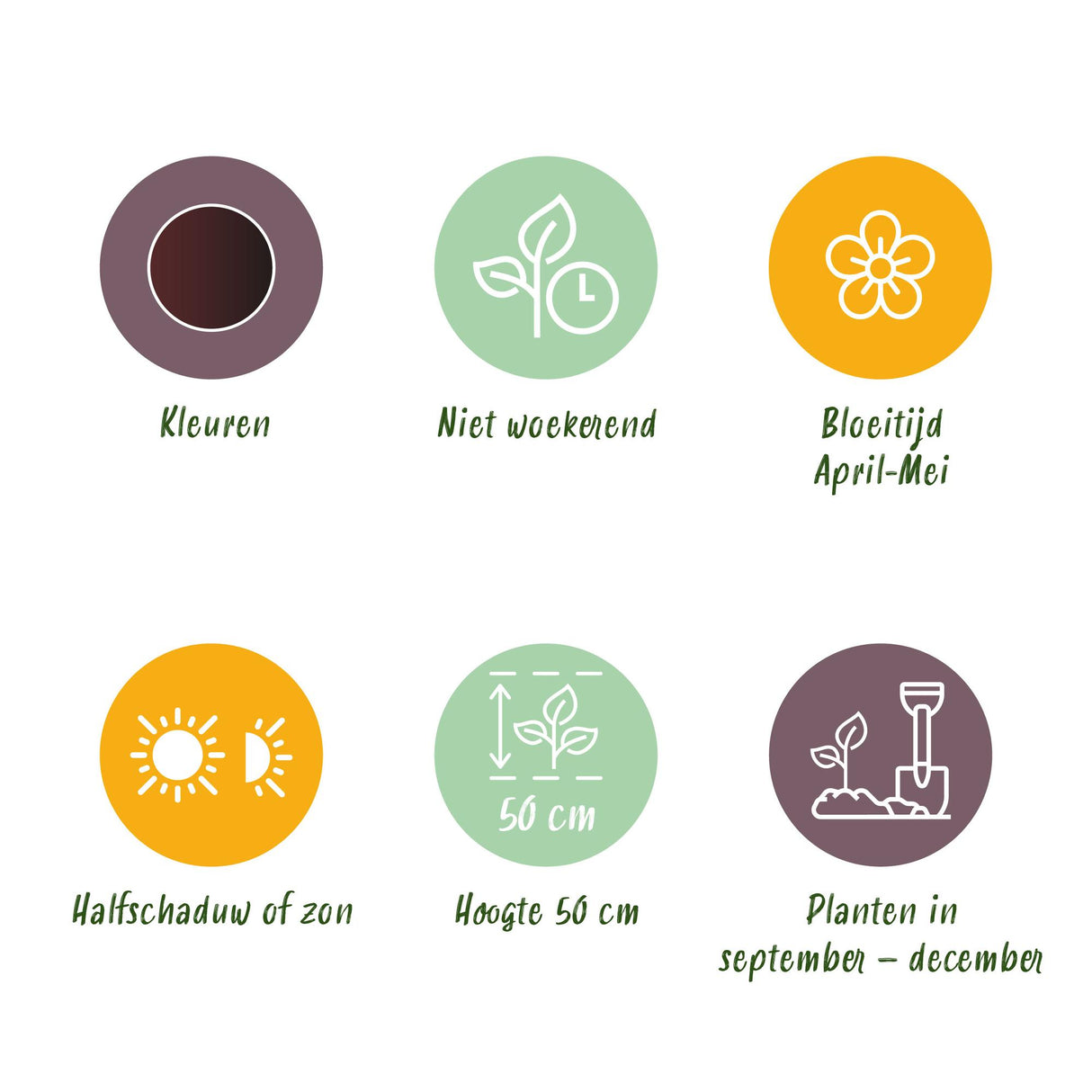 Green boutiQ - Bloembollen - Tulp Triumph Black - Kleur Donker Paars - 12 stuks - Bolmaat 11/12 - XXL Pack