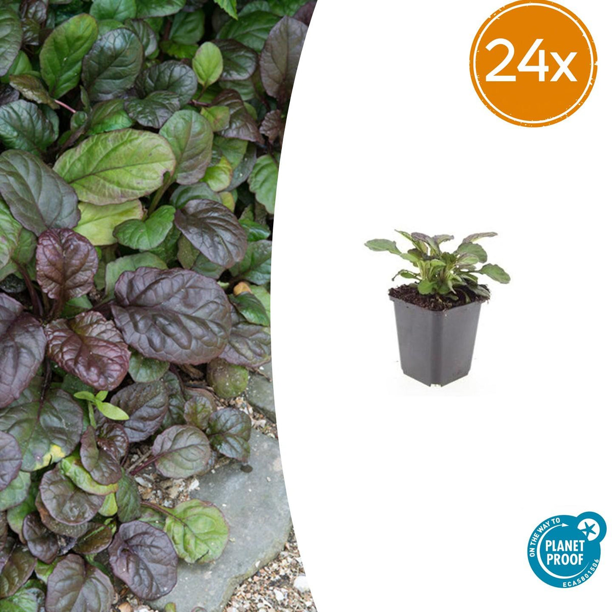 24x Ajuga reptans 'Catlin's Giant' - ↕10-25cm - Ø9cm