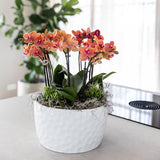 Kolibri Orchids | oranje plantenset in Honey dish incl. waterreservoir | drie oranje orchideeën Bolzano 9cm en drie groene planten | Jungle Bouquet oranje met zelfvoorzienend waterreservoir