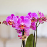 Kolibri Orchids | Paars roze phalaenopsis orchidee potmaat Ø9cm | Frederikstad | bloeiende kamerplant - vers van de kweker