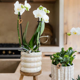 Kolibri Orchids | Witte Phalaenopsis Orchidee - Mineral Amabilis in Glow Travertine Sierpot met Giftbox - Ø9 cm