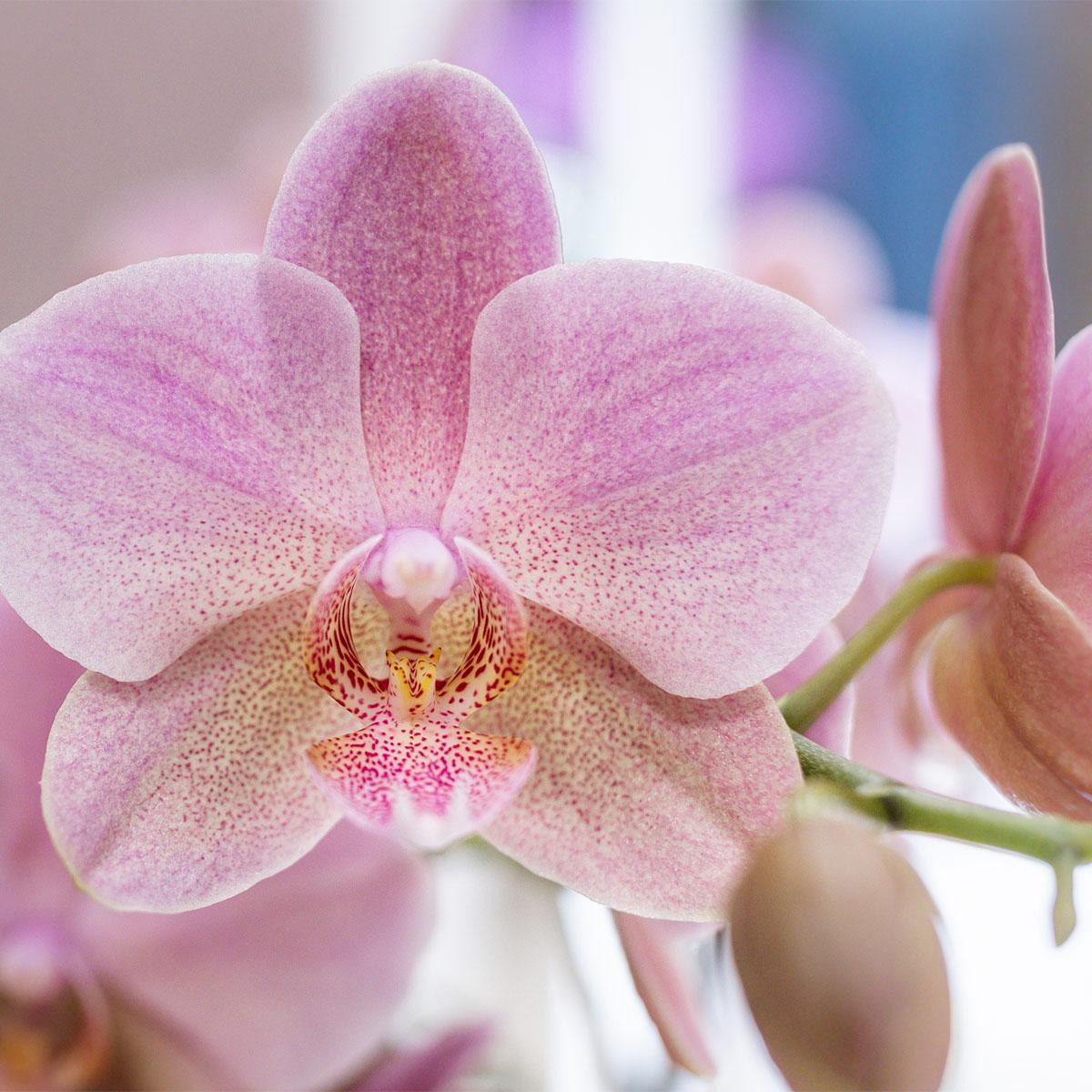 Orchideeën voordeel box - verrassingsbox met 4 verschillende orchideeën - ↕60cm - Ø12cm