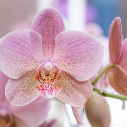 Orchideeën voordeel box - verrassingsbox met 4 verschillende orchideeën - ↕60cm - Ø12cm