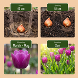 500x Bulb Garden Mix - Bollentuinmix - Diversen - Zomerbloeier - Bolmaat 10/12