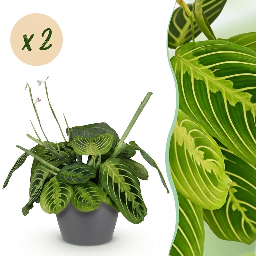 Maranta Fascinator Lemon Lime - Gebedsplant - Huisdiervriendelijke Plant - Groen - 2 Planten - met Potter Grijs - Pot 12cm - Hoogte 25cm