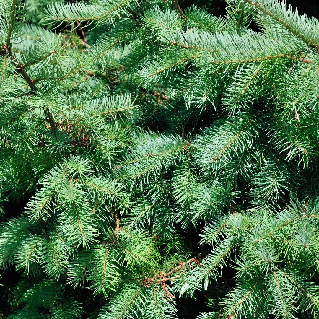 Kleine Kerstboom - 70 cm - Picea Glauca Conica