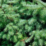 Kleine Kerstboom - 70 cm - Picea Glauca Conica
