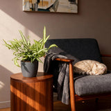 Pteris cretica Albolineata - Lintvaren - Huisdiervriendelijke Plant - Groen - 2 Planten - met Potter Grijs - Pot 12cm - Hoogte 20cm