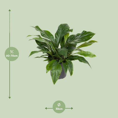 Flamingoplant / Anthurium – ↕70cm – ⌀30cm