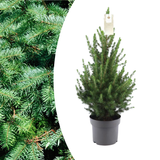 Kleine Kerstboom - 70 cm - Picea Glauca Conica