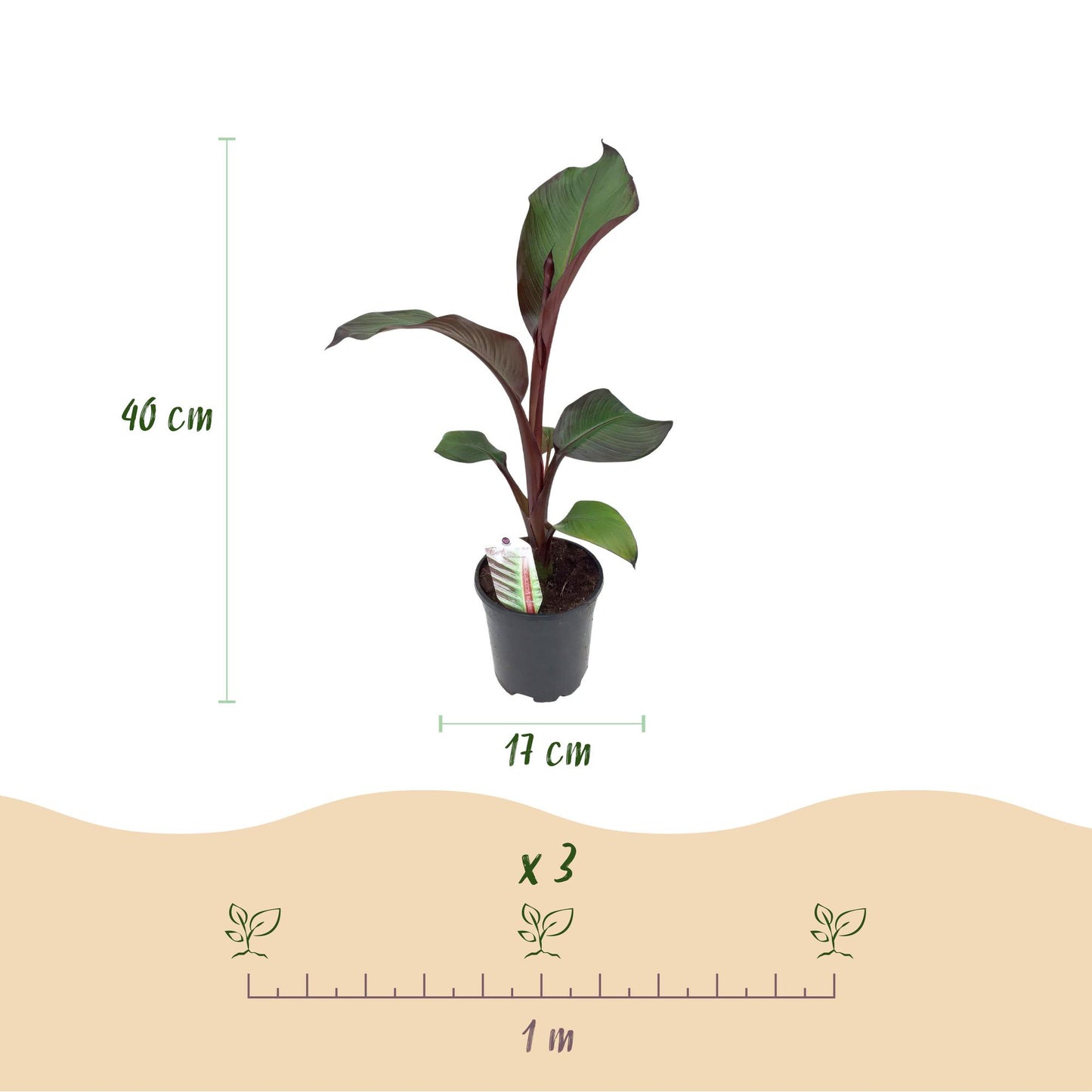 Green boutiQ - Fruitplant - Bananen plant - Ensete ventricosum Maurelli - Winterhard - 6 planten - Pot 17cm Hoogte 40cm